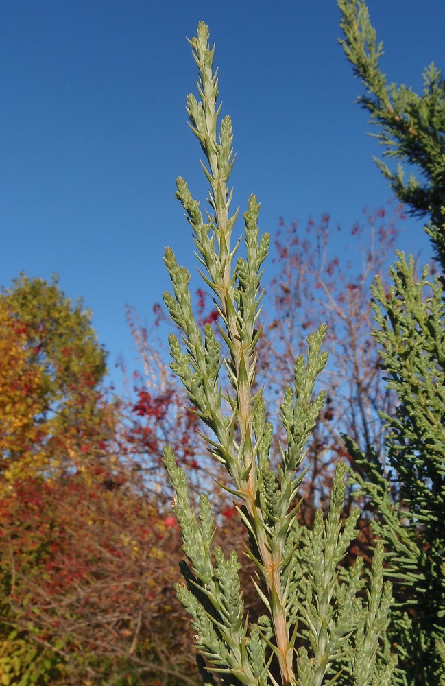 Изображение особи Juniperus chinensis.