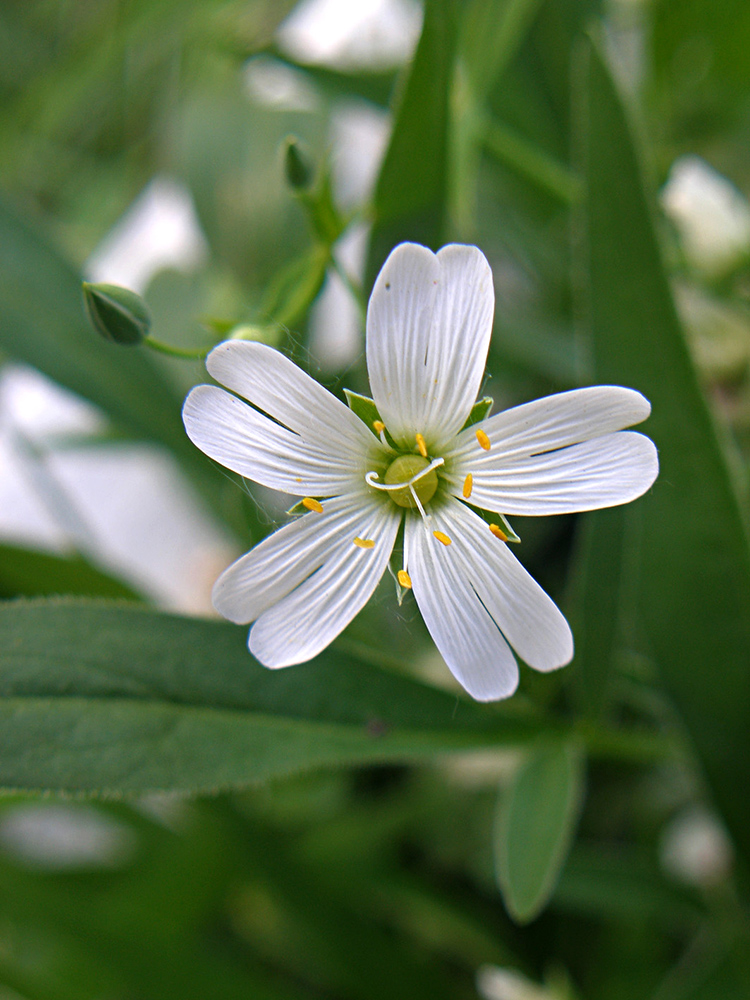 Image of Stellaria holostea specimen.