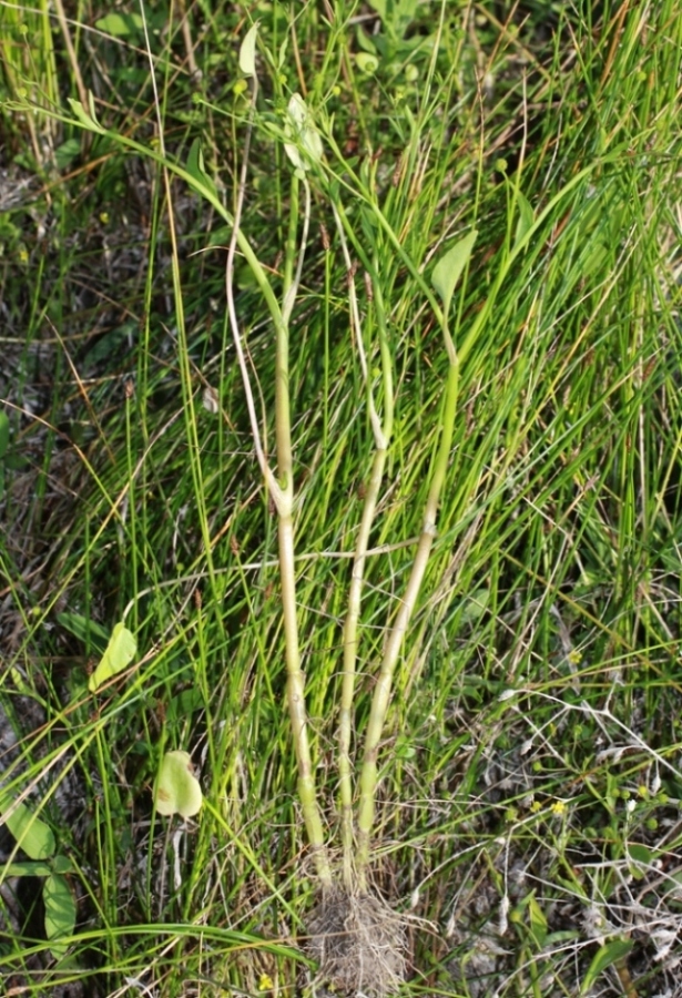 Изображение особи Ranunculus ophioglossifolius.