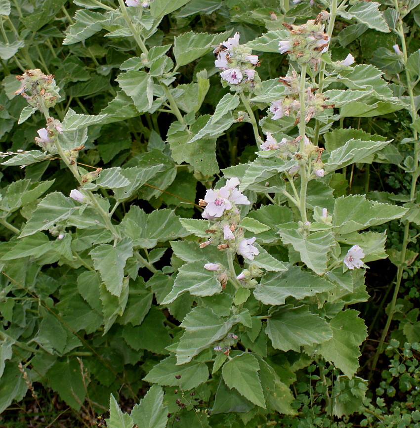 Image of Althaea officinalis specimen.