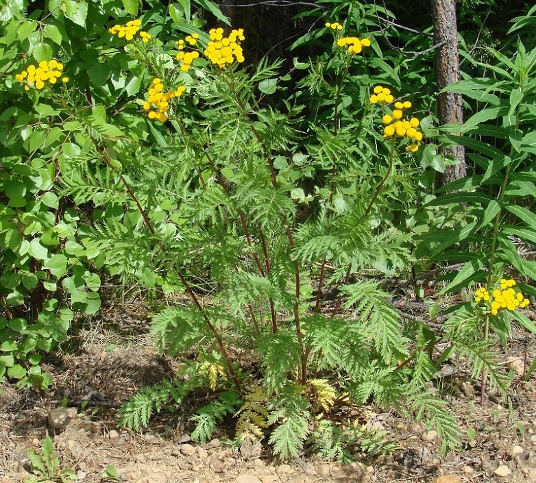 Изображение особи Tanacetum vulgare.