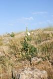 Alcea nudiflora. Цветущее растение. Южный Казахстан, южное обрамление перевала Чокпак. 23.06.2013.