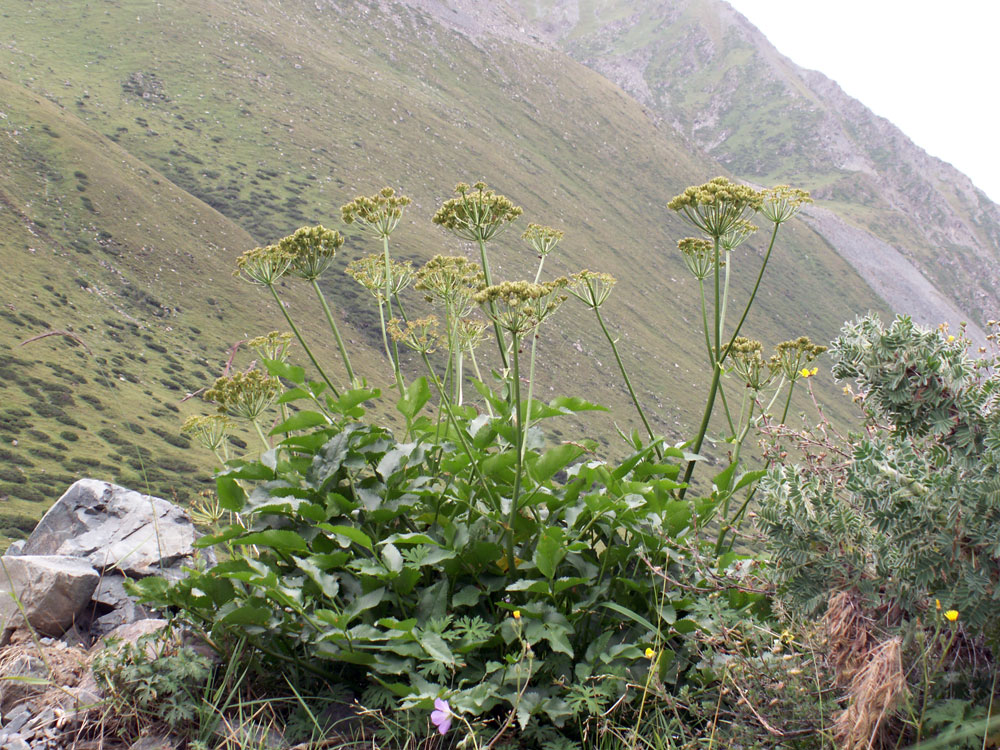 Image of Angelica multicaulis specimen.