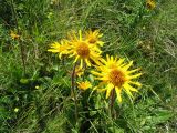 Arnica montana