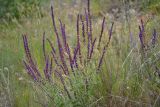 Salvia tesquicola