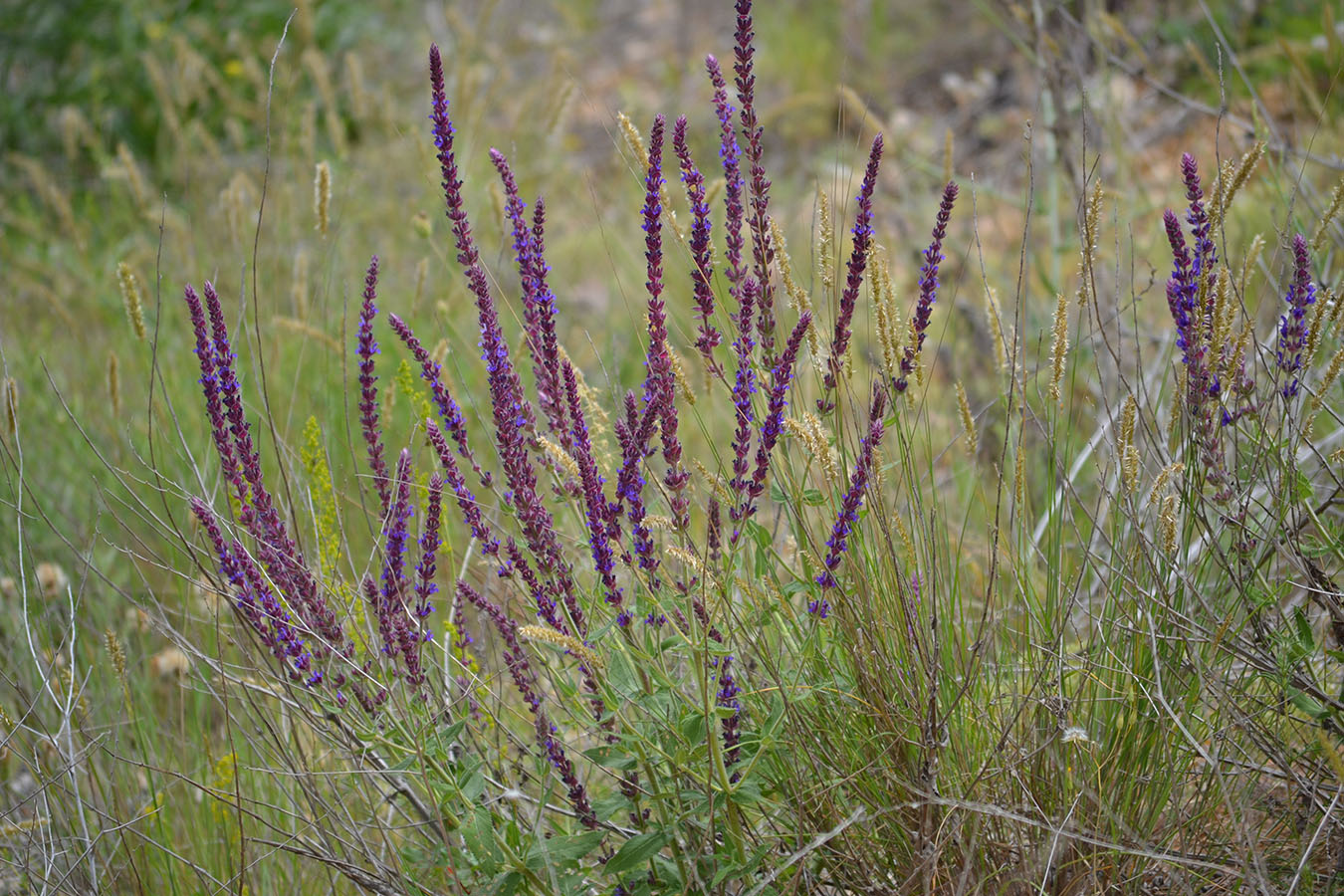 Изображение особи Salvia tesquicola.