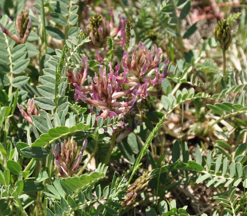 Image of Astragalus brachycarpus specimen.