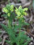 Pedicularis sibthorpii. Верхушка цветущего растения. Нагорный Карабах, Мартакертский р-н, окр. с. Колатак. 10.05.2013.