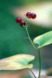 Maianthemum bifolium. Верхушка плодоносящего растения. Карельский перешеек, окр. Сертолово. 12.09.2013.