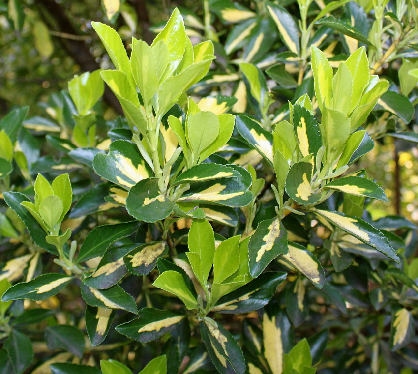 Image of Euonymus japonicus specimen.