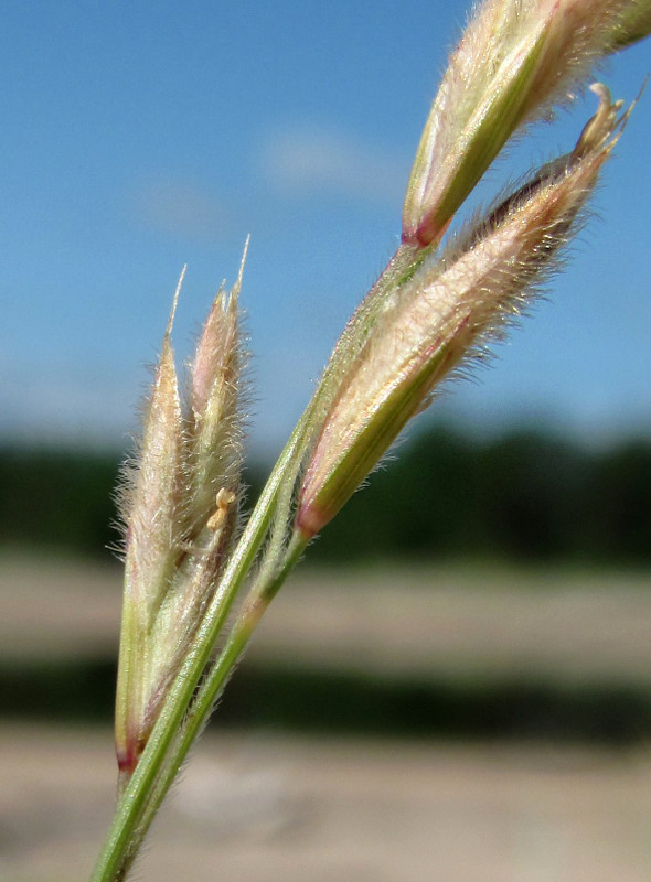 Изображение особи Festuca arenaria.