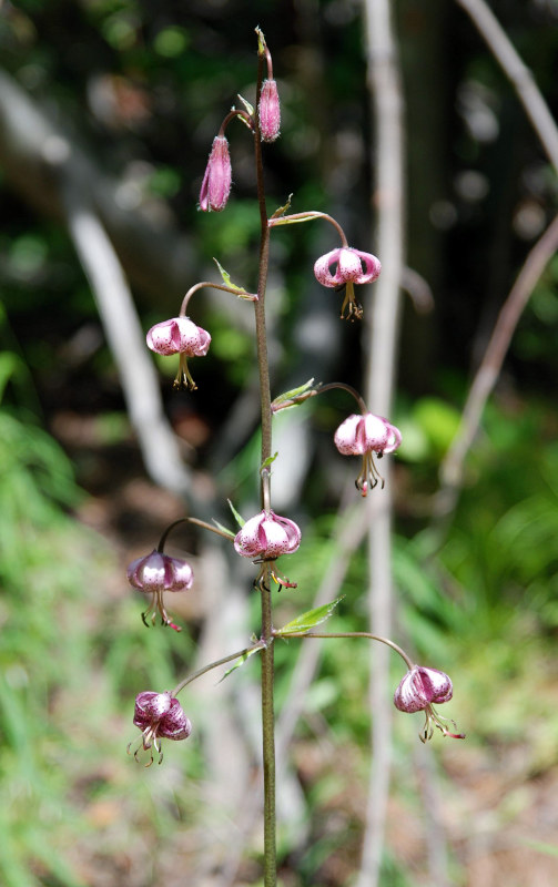 Image of Lilium pilosiusculum specimen.