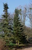 Abies lasiocarpa var. arizonica