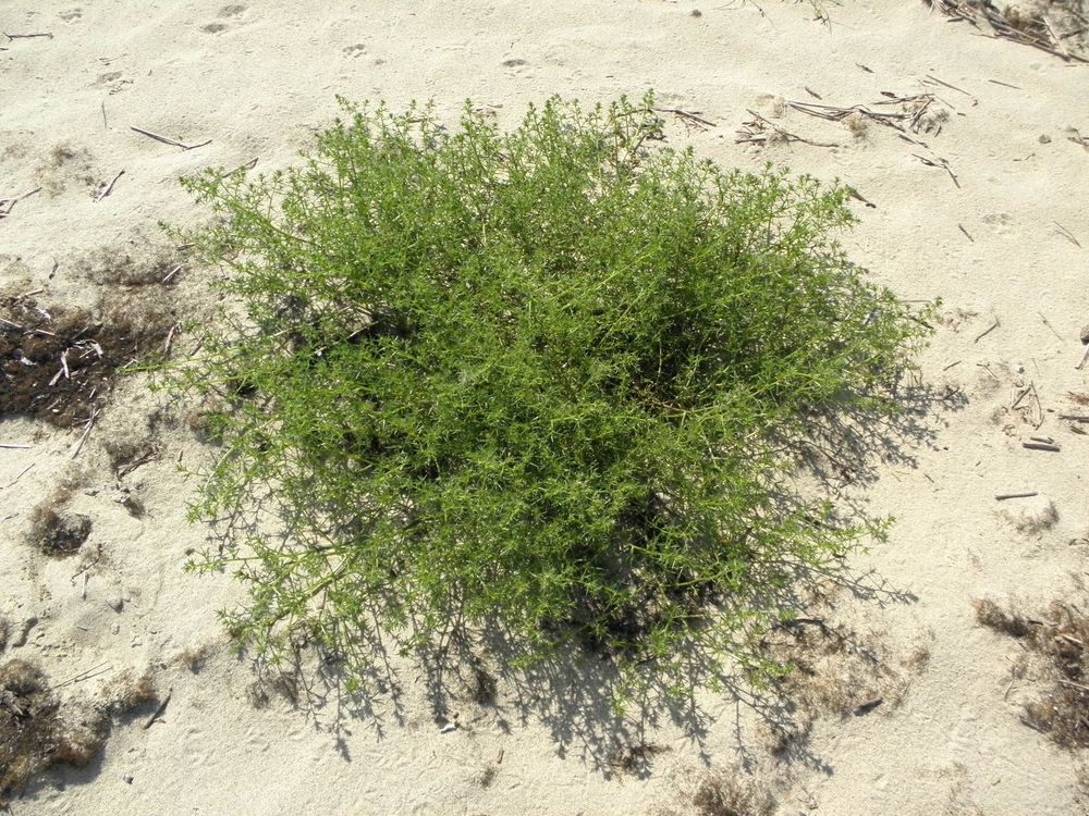 Image of Salsola komarovii specimen.