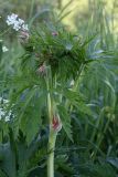 Geranium pratense. Побег с бутонами. Ленинградская обл., пойма р. Луга у дер. Кемка. 12.06.2009.