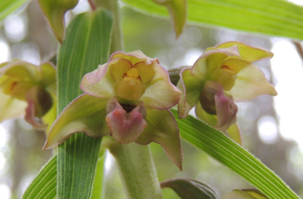 Изображение особи Epipactis papillosa.