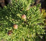 Juniperus phoenicea. Верхушка веточки с недозрелыми шишкоягодами. Греция, п-ов Пелопоннес, окр. г. Катаколо. 12.04.2014.
