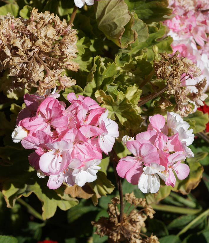 Изображение особи Pelargonium hortorum.