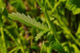 Leucanthemum vulgare