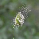 Cynosurus echinatus