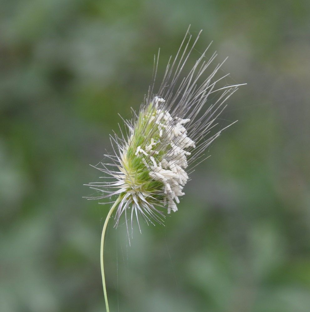 Image of Cynosurus echinatus specimen.