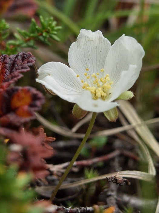 Изображение особи Rubus chamaemorus.