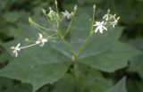 Diphylleia cymosa