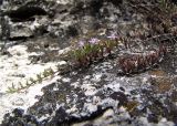 Thymus daghestanicus