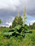 Rheum rhabarbarum. Цветущее растение. Псковское озеро, остров Верхний. 14.06.2014.