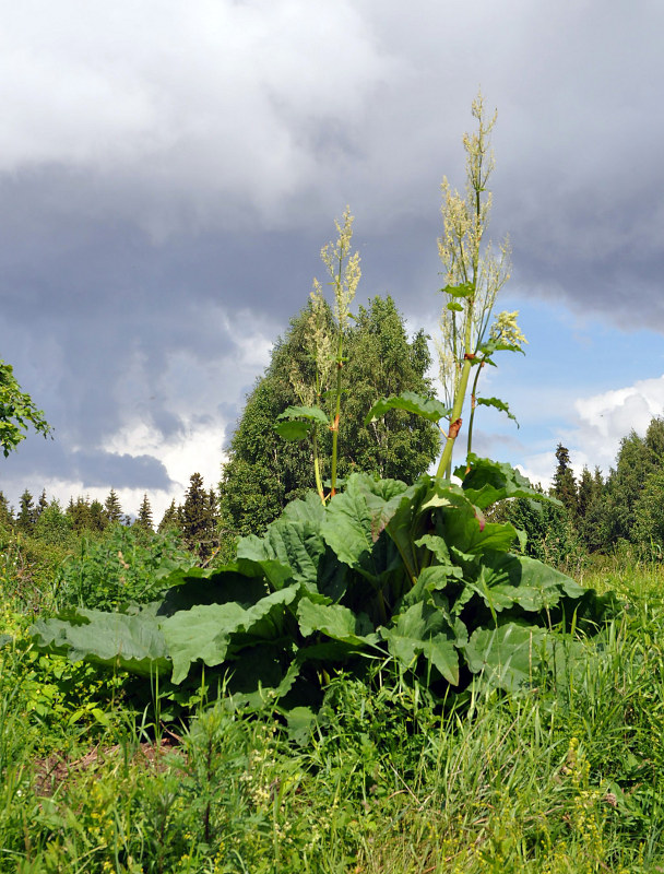 Изображение особи Rheum rhabarbarum.