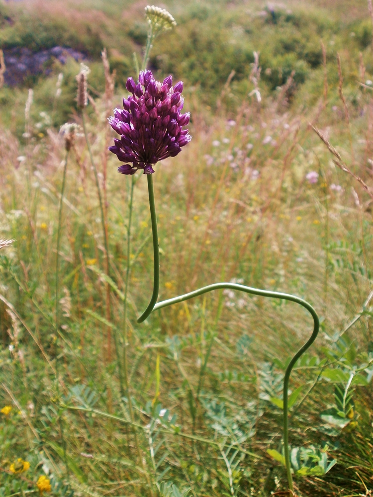 Image of Allium rotundum specimen.