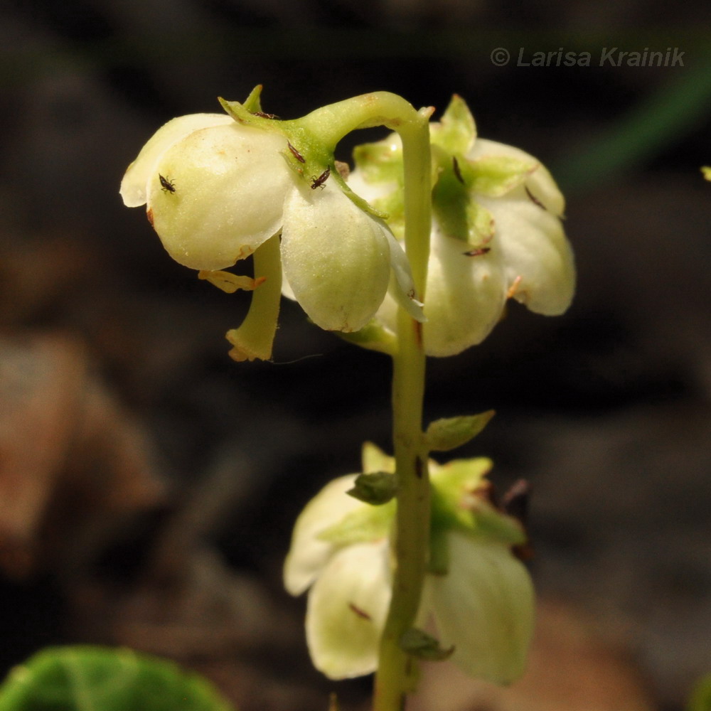 Image of Pyrola dahurica specimen.