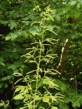 Aruncus sylvestris. Развивающееся соцветие. Украина, Львовская обл., Дрогобычский р-н, г. Трускавец, Помярки, лес, возле дороги. 06.06.2014.