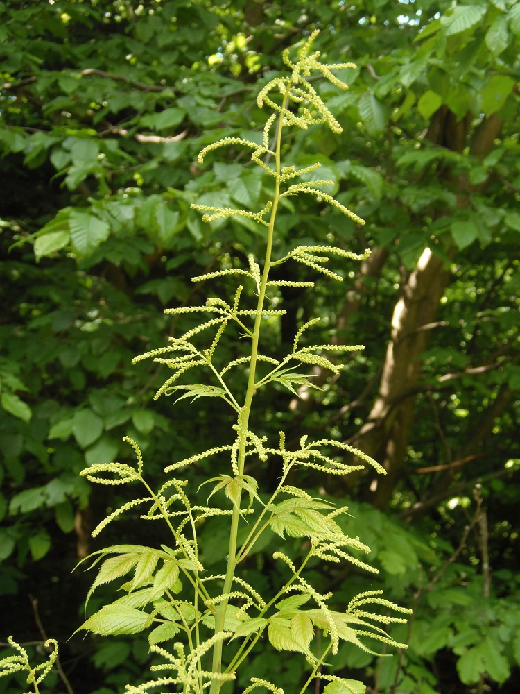 Изображение особи Aruncus sylvestris.