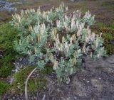 Salix lanata