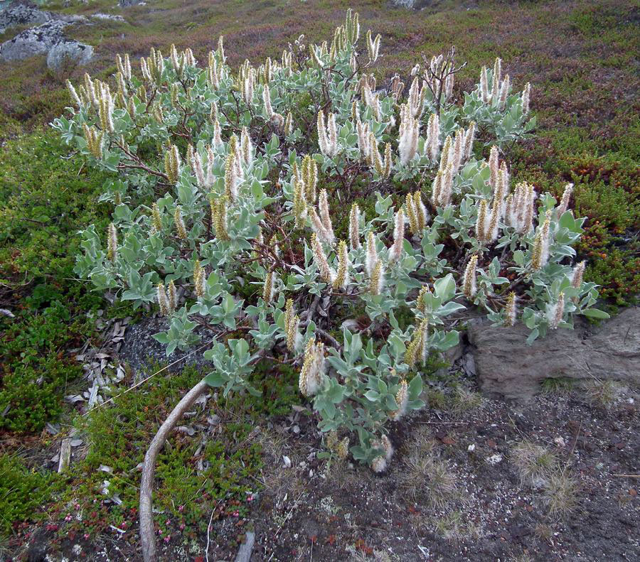 Image of Salix lanata specimen.