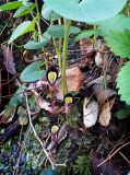 Aristolochia steupii