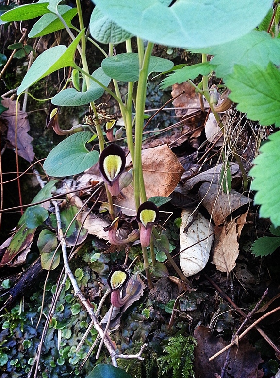 Изображение особи Aristolochia steupii.