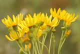 genus Senecio