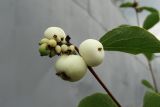Symphoricarpos albus var. laevigatus