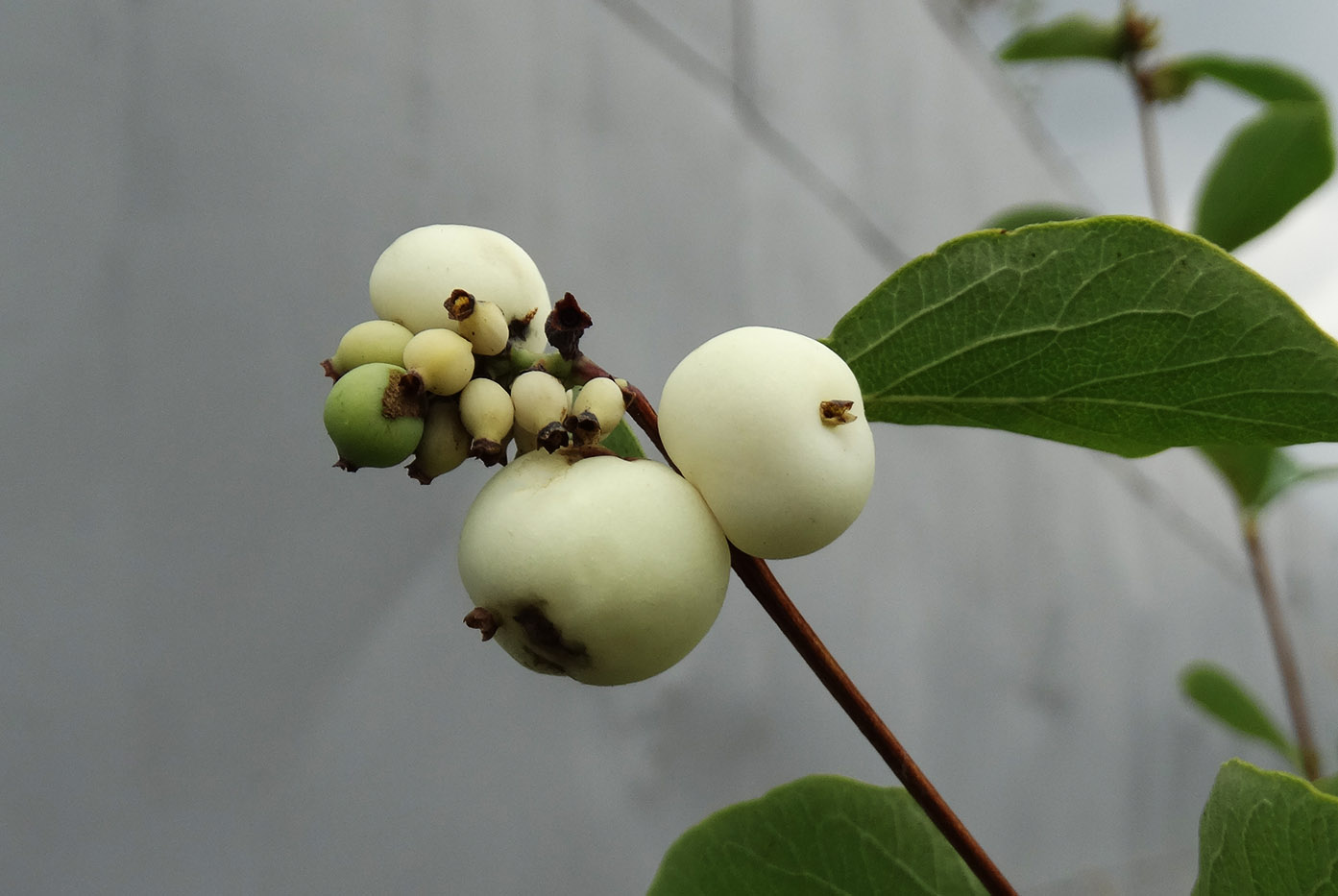 Изображение особи Symphoricarpos albus var. laevigatus.