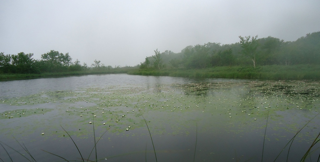 Изображение особи Nymphaea tetragona.