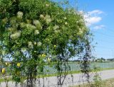 Clematis tangutica. Цветущие и плодоносящие растения. Польша, Мазовецкое воеводство, Прушковецкий повят, дер. Котовице, автостоянка на трассе А2, в культуре (изгородь автостоянки). 19.07.2014.