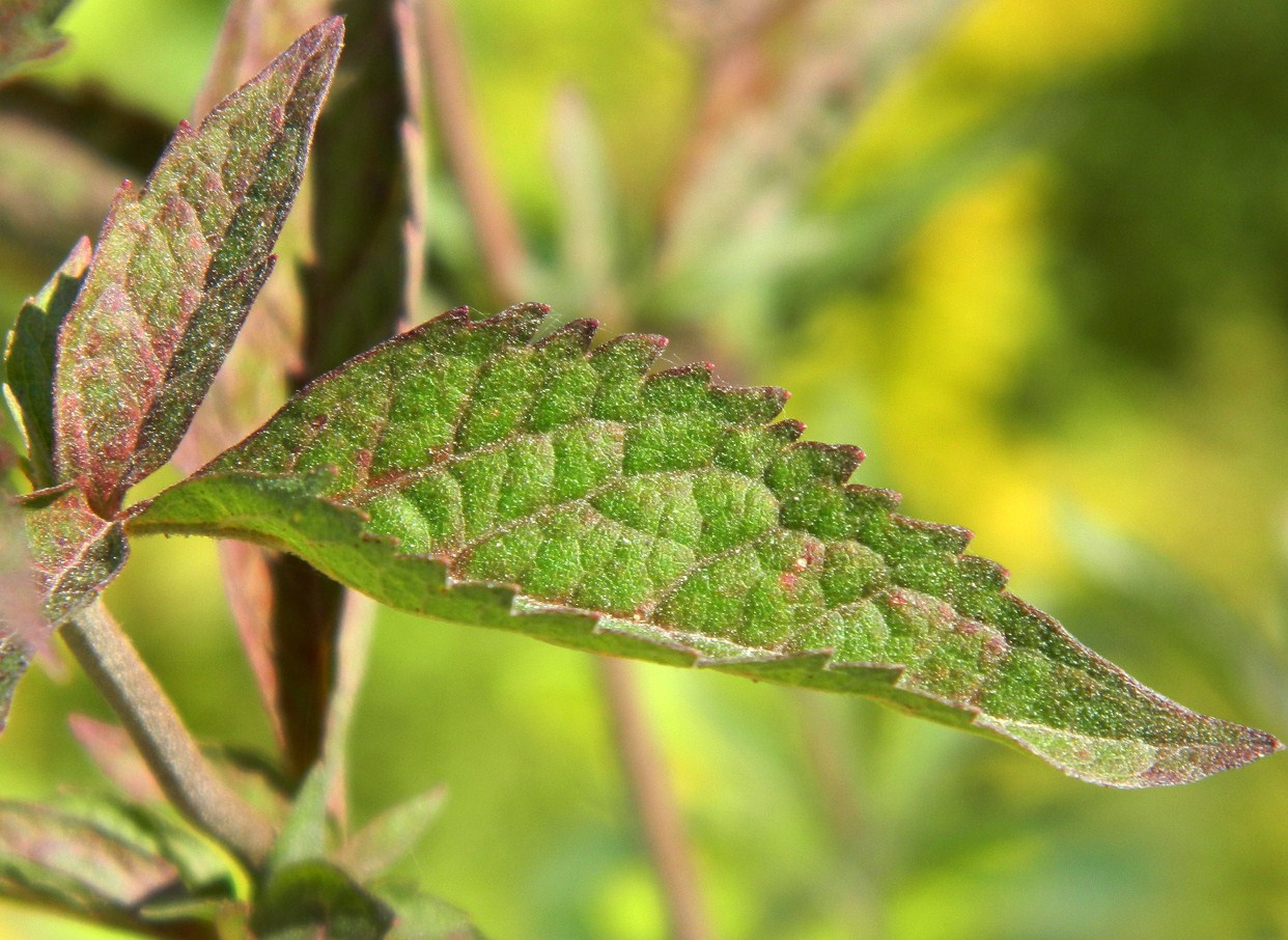 Изображение особи Eupatorium cannabinum.