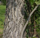 Celtis tournefortii. Нижняя часть ствола с Hedera helix. Германия, г. Дюссельдорф, Ботанический сад университета. 04.09.2014.