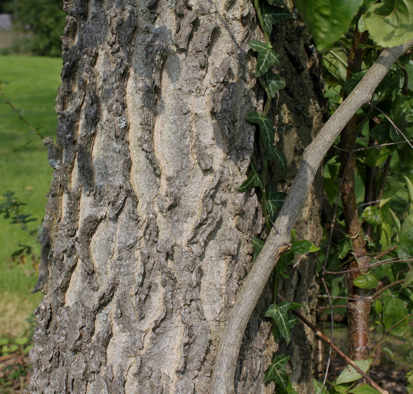Image of Celtis tournefortii specimen.