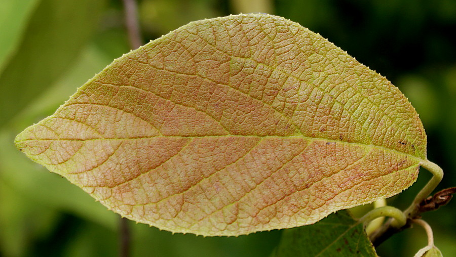 Изображение особи Sinowilsonia henryi.