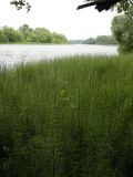 Equisetum fluviatile