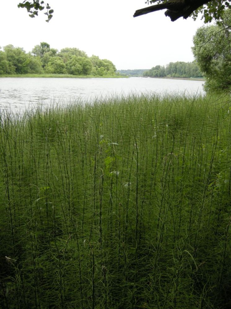 Изображение особи Equisetum fluviatile.