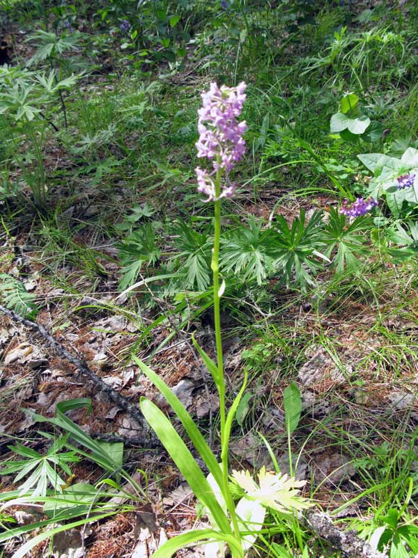 Изображение особи Gymnadenia conopsea.